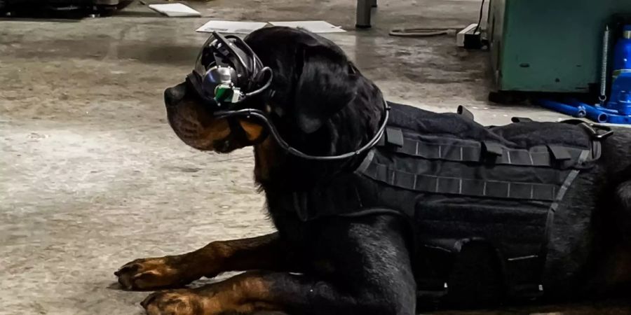 US Army Hunde Brille