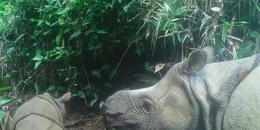 Java-Nashorn indonesien