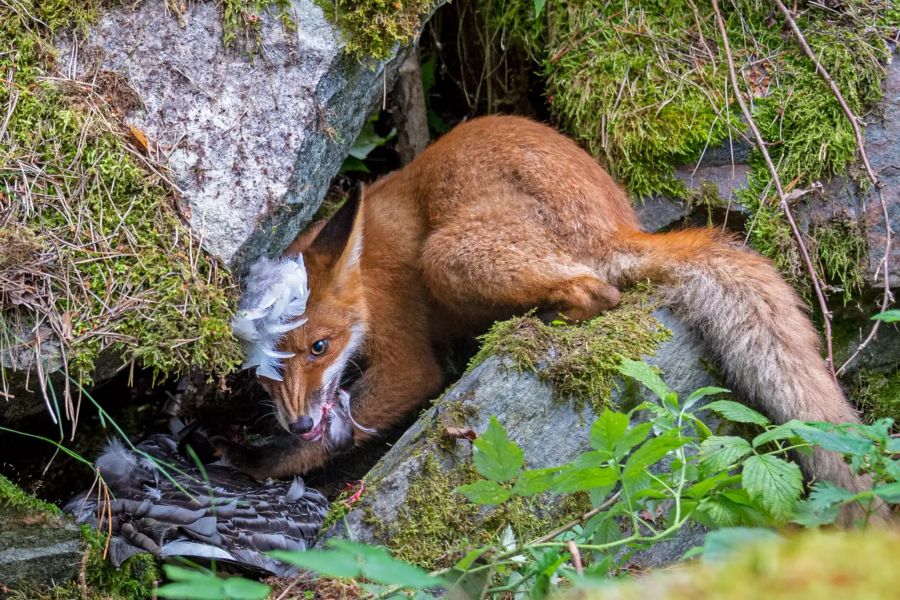 Wildlife Photographer of the Year