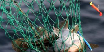 Fische