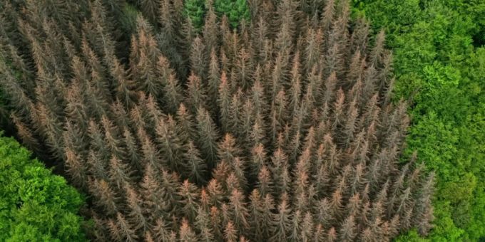 Ergriffene Massnahmen zeigen eine positive Auswirkungen. extensivere Waldnutzung