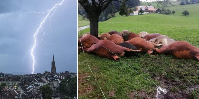 Blitz tötet 19 Tiere - Berner Bauer: «Kälber schreien nun nach Mutter»