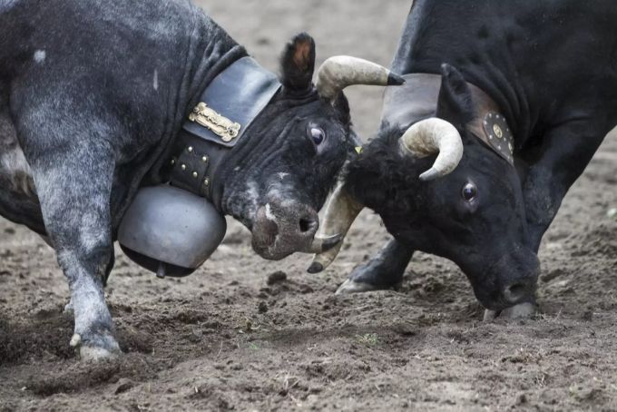 Eringer-Kühe sind im bekannt als aggressive Rasse und werden jeweils im Früjahr gern in Kämpfen eingesetzt. Eringer Kühe