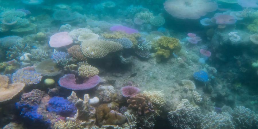 Ausbleichende Korallen im australischen Great Barrier Reef: Hitzewellen in den Ozeanen können Korallenriffe ausbleichen und absterben lassen.