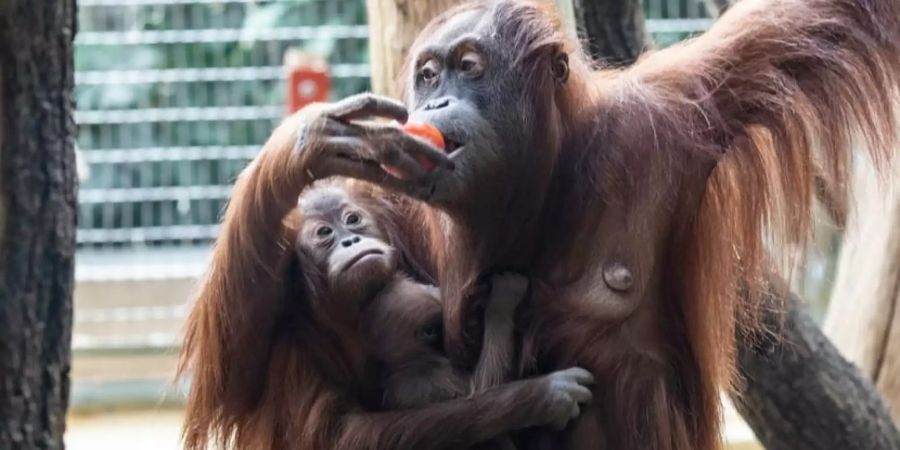 Sumatra-Orang-Utan Cahaya mit ihren Jungtieren Riang und Utu.