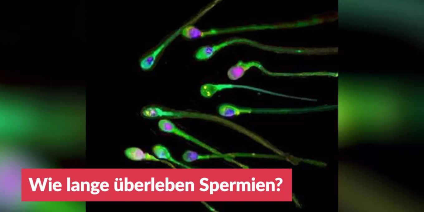Wie Lange Können Spermien In Der Frau überleben www.nau.ch