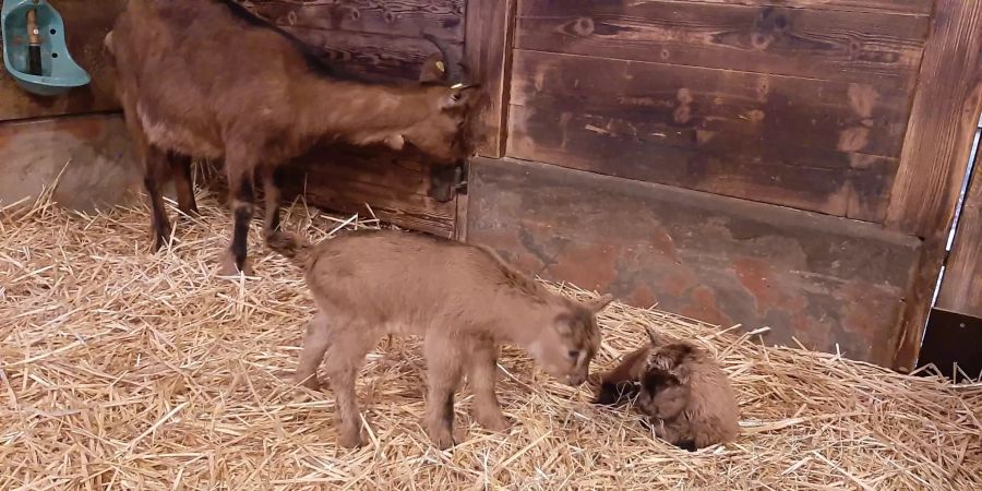 Geissbock Hennes ist Vater geworden. Die Ziegendame Ilse brachte am Freitag im Kölner Zoo zwei gesunde weibliche Zicklein zur Welt.