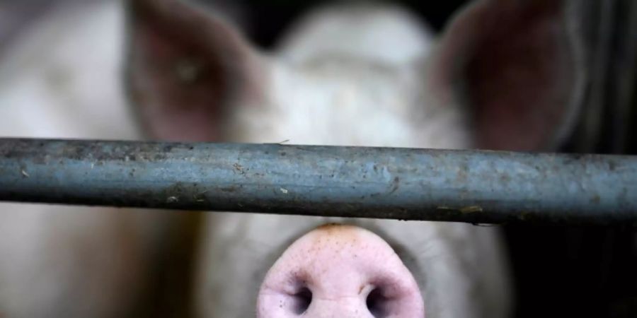 Schwein auf Bauernhof in Dortmund