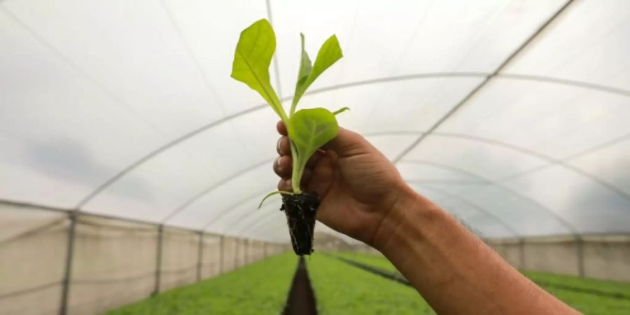 Tabakpflanze auf einer Plantage in Nicaragua