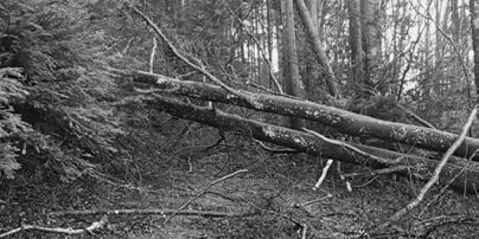 Sturmschäden im Bischofszeller Wald