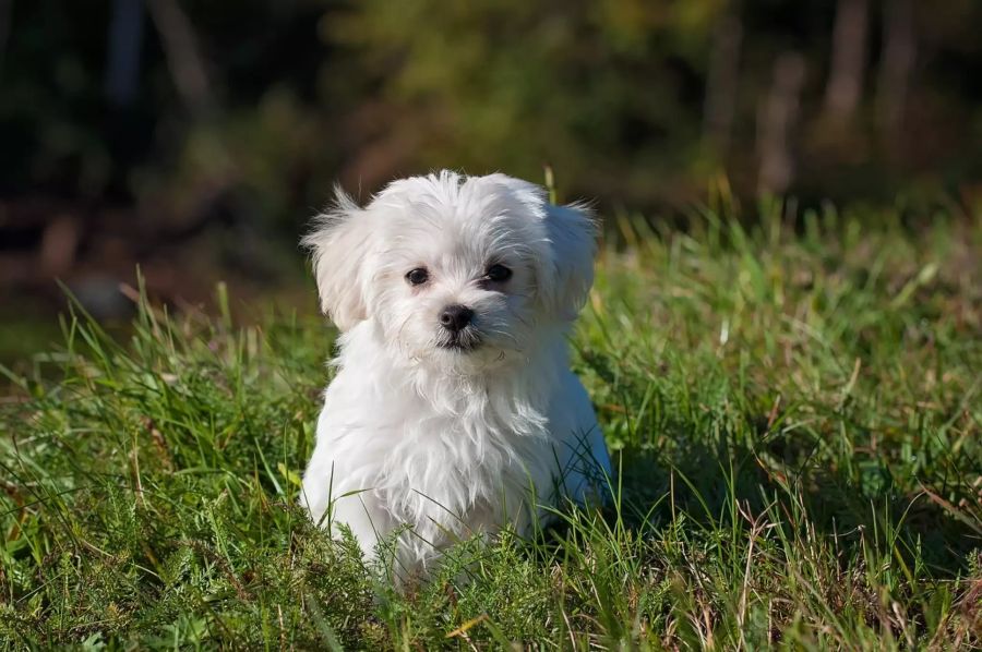 Vegan für Hunde geeignet