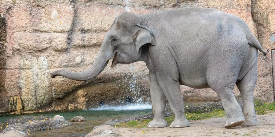 Die 15-jährige Elefantenkuh Farha im Zoo Zürich.