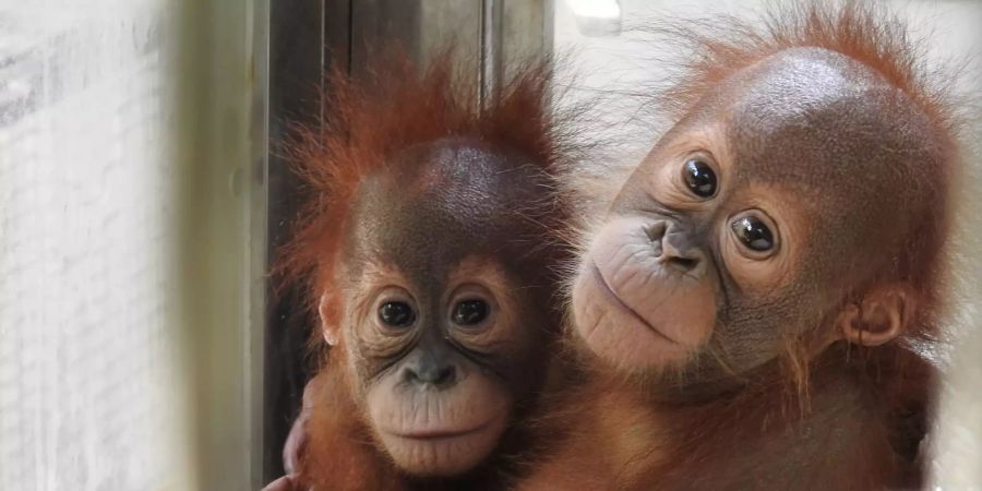 Sumatra-Orang-Utans