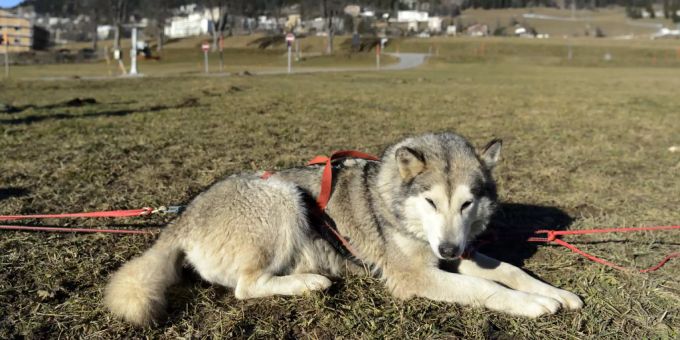 Ein Paar musste einen Teil ihres Husky-Rudels abgeben, da die Hunde ihre Nachbran störten. (Symbolbild) husky