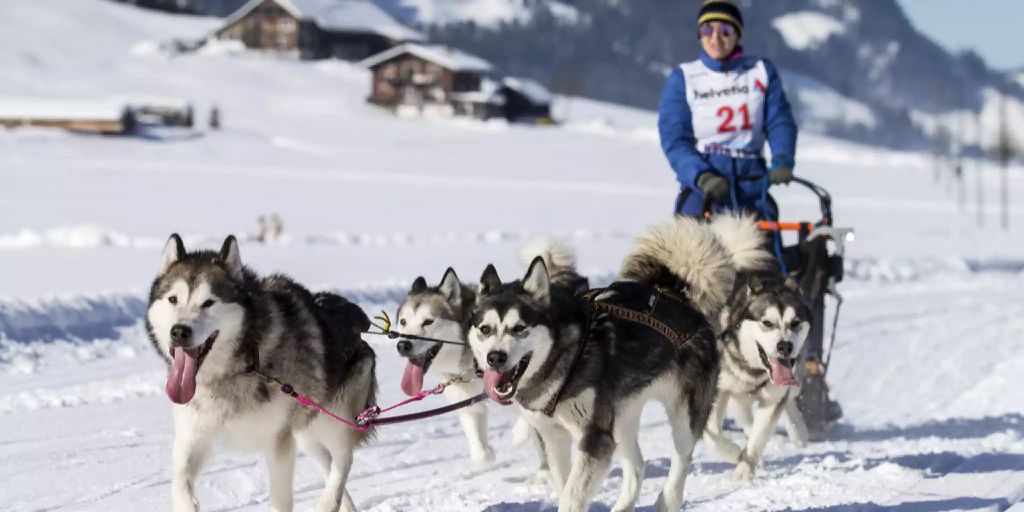  37. internationales Hundeschlittenrennen sind abgesagt Motiv 
