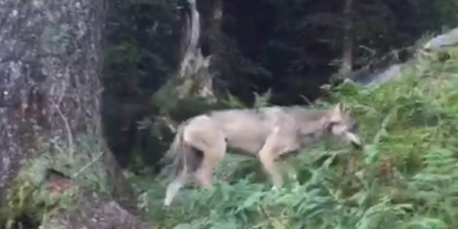 Wolf