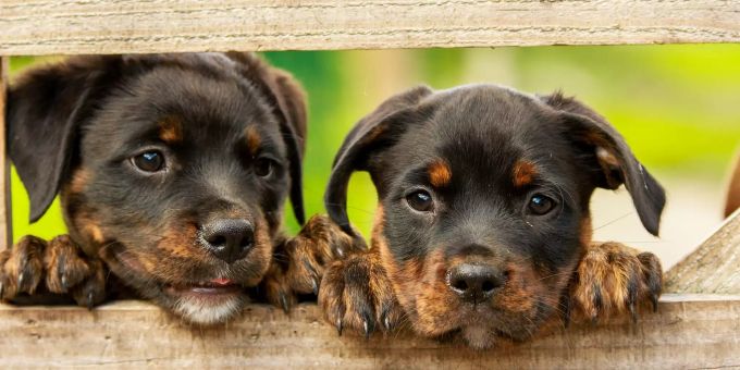 Zwei Rottweiler Welpen (Symbolbild). Hunde Welpen Rottweiler