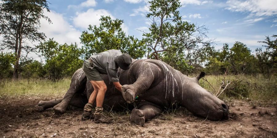 nashorn Südafrika Wilderer