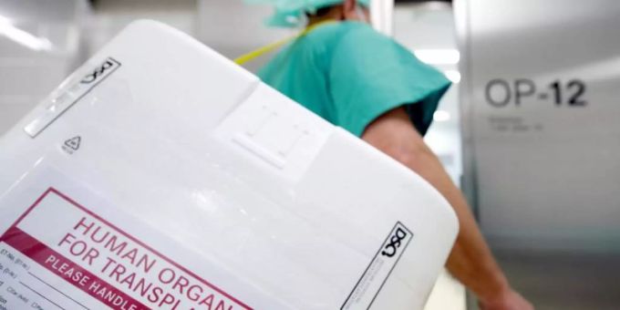Ein Styropor-Behälter zum Transport von zur Transplantation vorgesehenen Organen. Spenderlunge Coronavirus