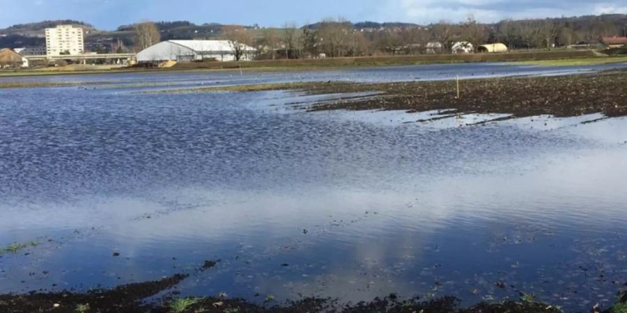 Mit Absicht überschwemmt worden ist dieses Ackerland bei Yverdon-les-Bains. Nun können dort Watvögel, die von Afrika nach Nordeuropa zurückkehren, eine Rast einlegen.