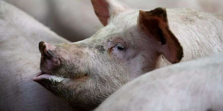 Batterieloser Herzschrittmacher bei Schwein eingesetzt