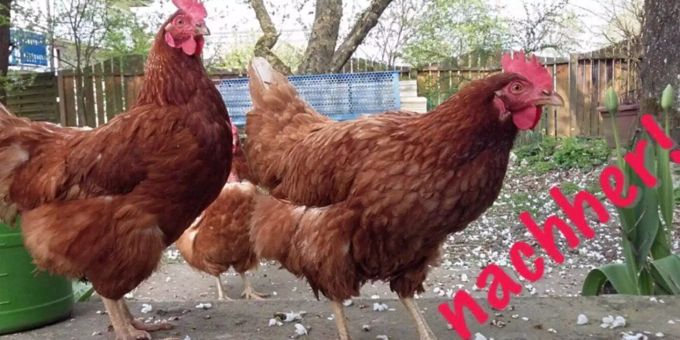 Tierrecht Legehennen nachher