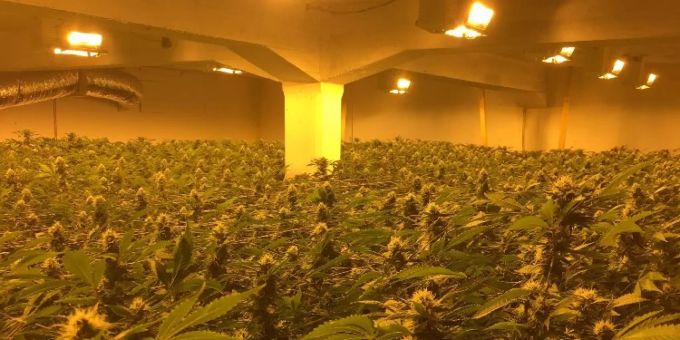 In der Hanf-Anlage befanden sich über 1200 erntereife Pflanzen. Hanf-Indooranlage