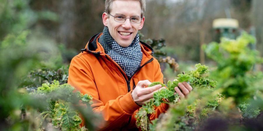 Christoph Hahn, promovierter Biologe, begutachtet verschiedene Grünkohlpflanzen auf einem Versuchsfeld der Universität Oldenburg. Der Wissenschaftler hat Grünkohlsorten aus aller Welt auf ihre Inhaltsstoffe untersucht.
