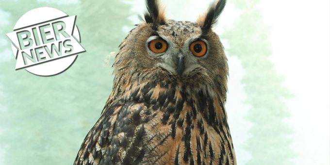 In New York - Entwischter Uhu aus Zoo jagt nun sein eigenes Essen