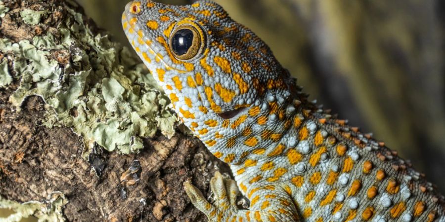 Wie Menschen sich im Spiegel erkennen, erkennen sich Tokeh-Gecko am Geruch.