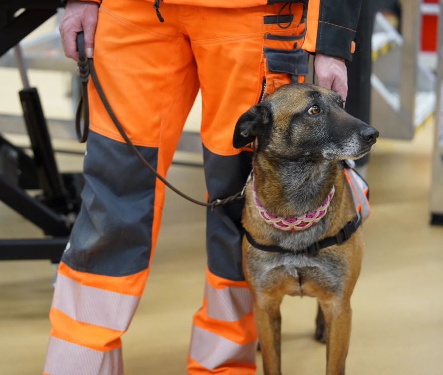 Ein Suchhund des Vereins Redog.