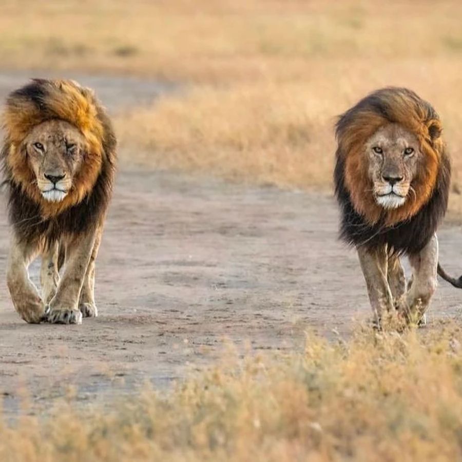 Bob Junior und sein Bruder durchstreifen die Serengeti.