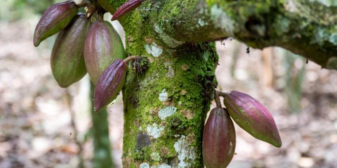 Auf einer Kakaoplantage in Agboville an der Elfenbeinküste hängen Kakaoschoten an einem Baum. Auf einer Kakaoplantage in Agboville an der Elfenbeinküste hängen Kakaoschoten an einem Baum.