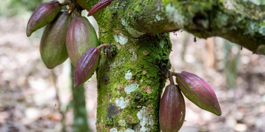 Auf einer Kakaoplantage in Agboville an der Elfenbeinküste hängen Kakaoschoten an einem Baum.