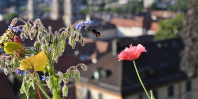 Natur findet Stadt St.Gallen
