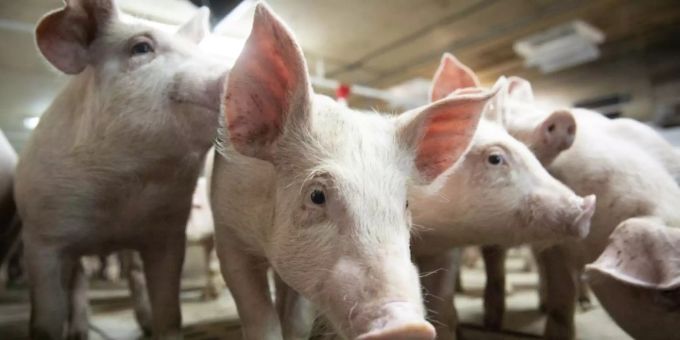«Schweinestau» in der Corona-Krise sorgt für Preisverfall «Schweinestau» in der Corona-Krise sorgt für Preisverfall