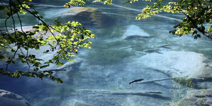 Blausee - Vigier schliesst Zusammenhang mit Fischsterben aus