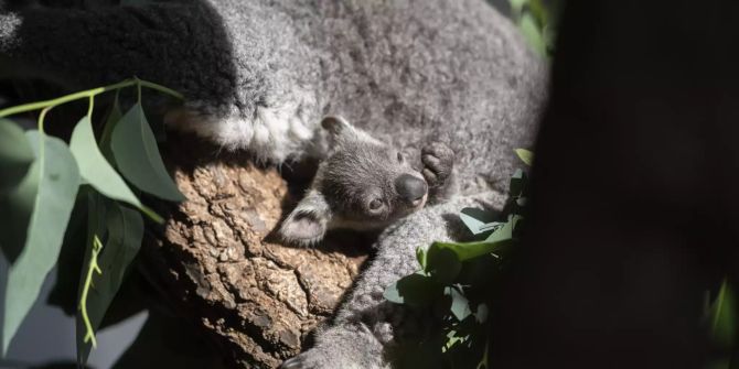 Koala im Zoo Zürich