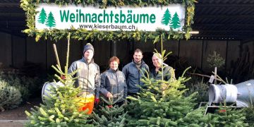 Kieserbaum Lenzburg Weihnachten Weihnachtsbaum