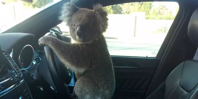 Koala steuert Auto