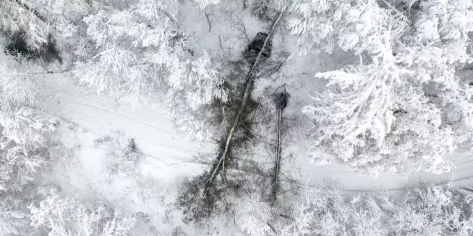 Ein umgestürzter Baum in einem Winterwald. Baum umgestürzt