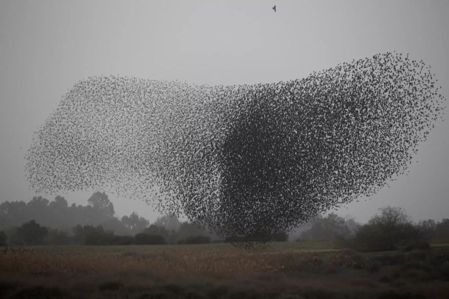 zugvogel