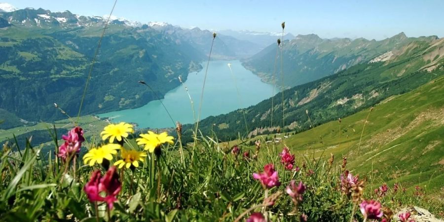 Mehr vegan, mehr Biodiversität