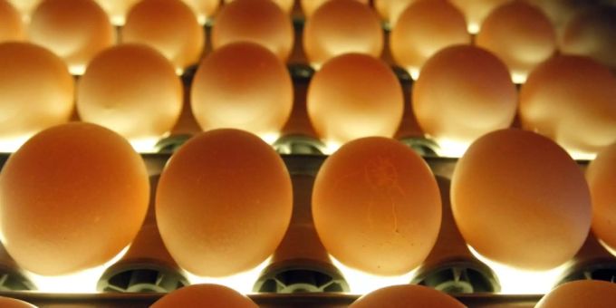 Neuer Rekord! - 200 Eier und 11 Kilo Geflügelfleisch pro Kopf und Jahr
