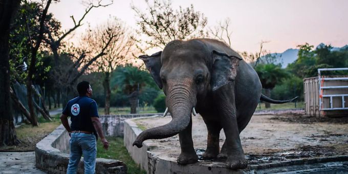 Tierarzt Amir Khalil steht im Marghazar-Zoo in Islamabad neben Kaavan. kavaan