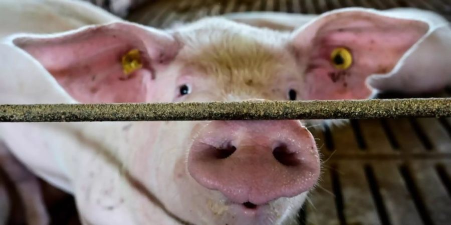 Schwein