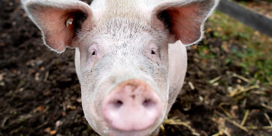 Gesunde Mastschweine waren 2021 ebenso resistent gegen Antibiotika wie zwei Jahre zuvor.