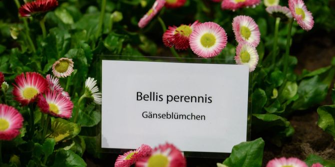 Gänseblümchen lateinisch Schild rosa gelb grün