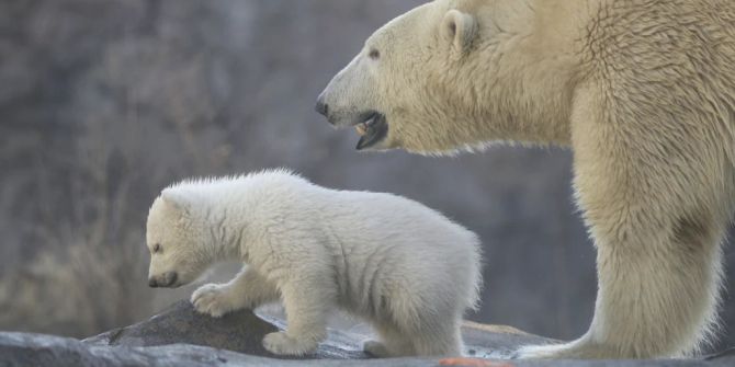 Eisbär