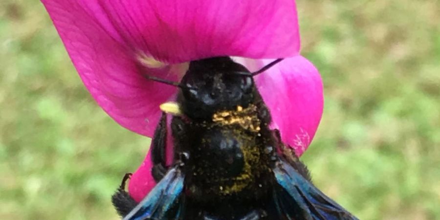 Summ, summ! Die Blauschimmernde Holzbiene fühlt sich am wohlsten, wenn sie sich an grossen und nektarreichen Blüten sattessen kann.